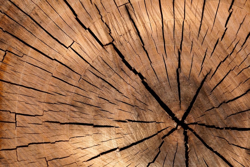Tree Stump Seating
